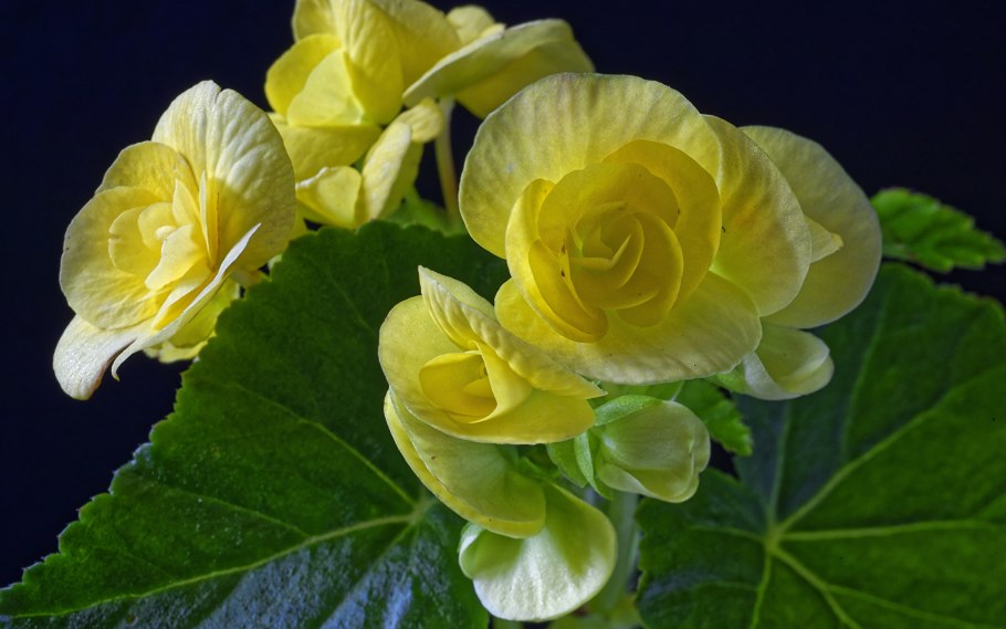 Бегония комнатная желтая