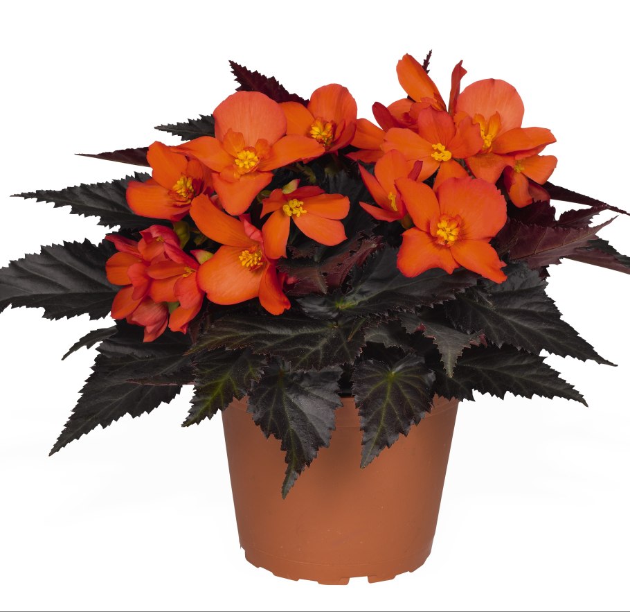 Бегония Upright Fire