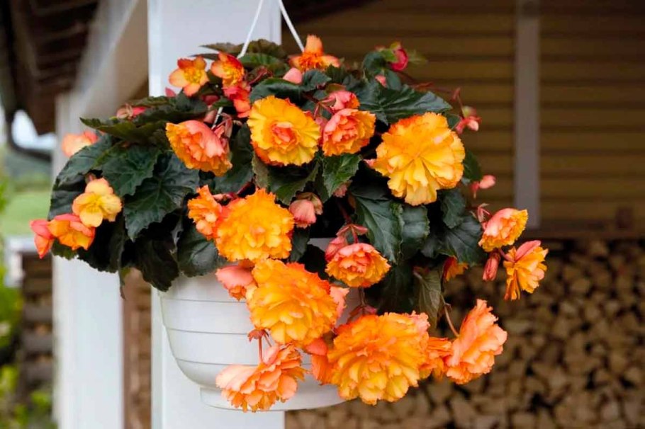 Бегония ампельная Кармен