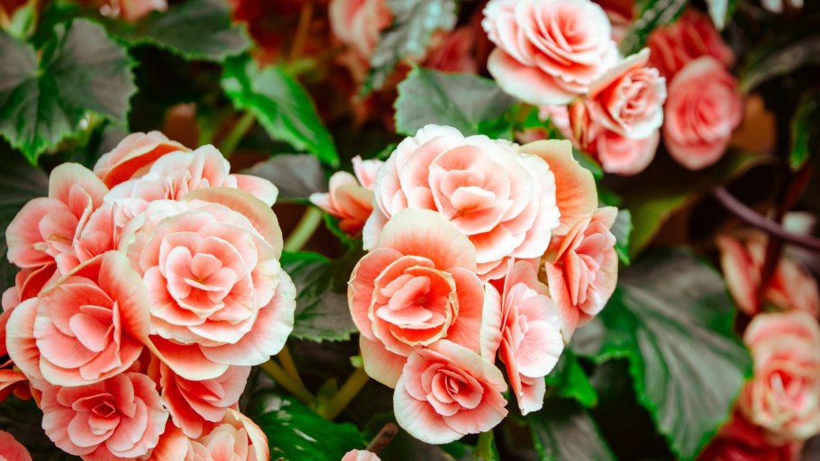 Бегония Камелия