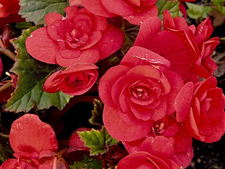 Бегония красная