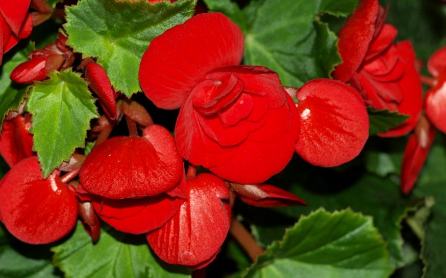 Бегония Гавана Скарлет