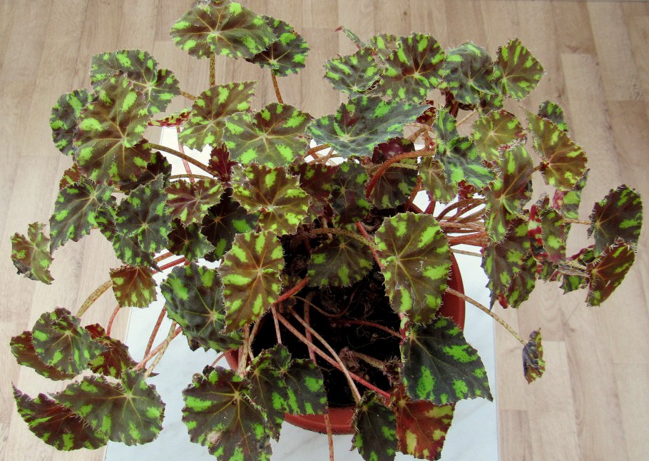 Бегония кленоволистная