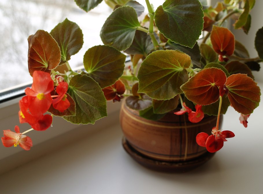 Бегония круглолистная