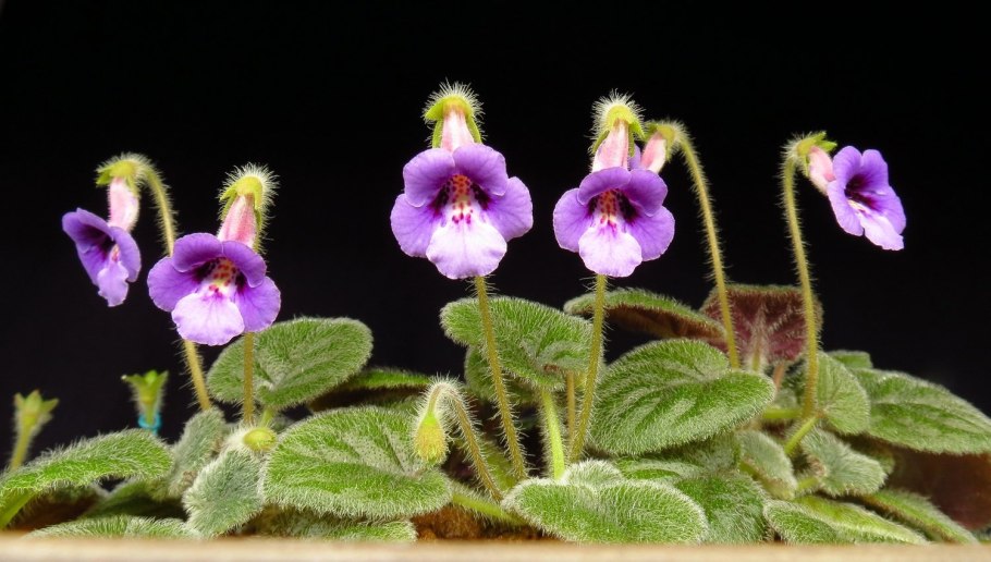 Синнингия curtiflora