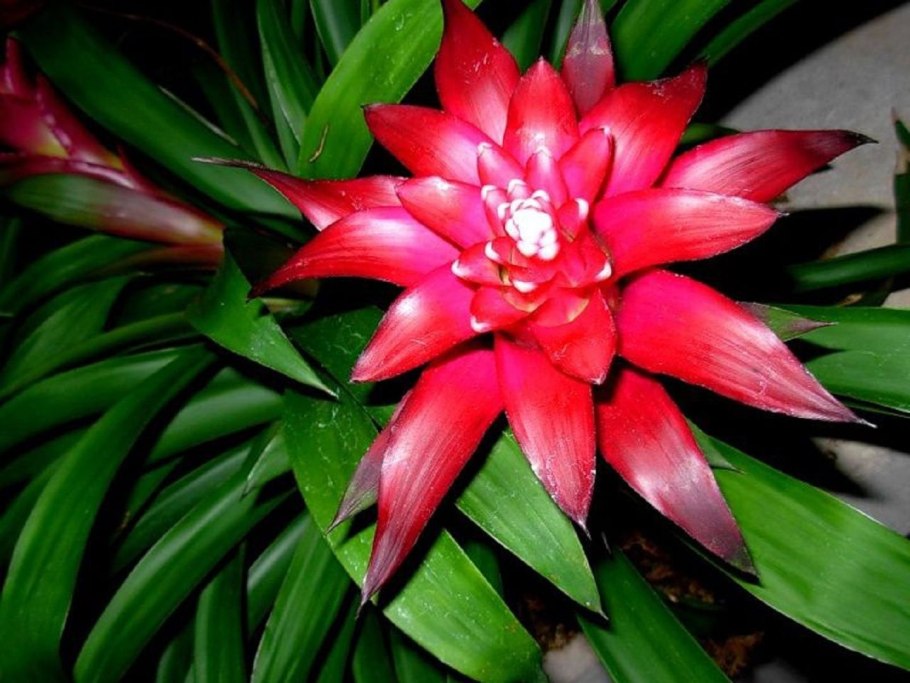 Неорегелия цветок