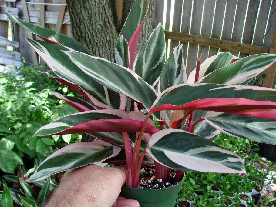 Строманта маранта