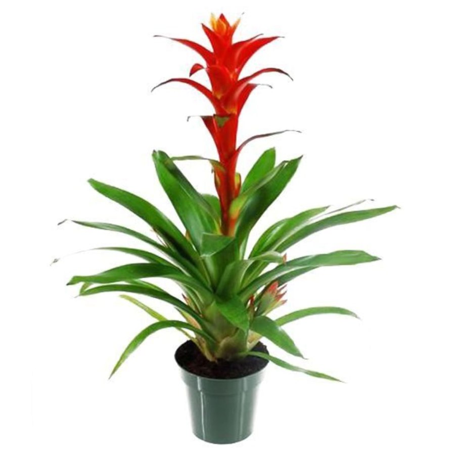 Гузмания джаз