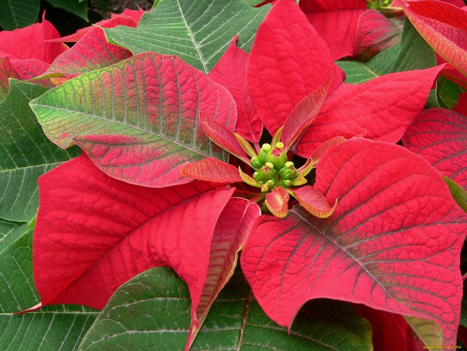 Пуансеттия Euphorbia pulcherrima