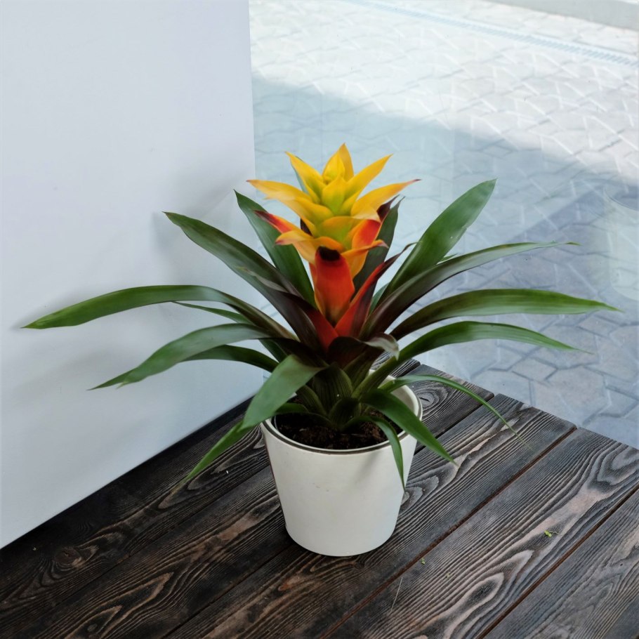 Гузмания полив