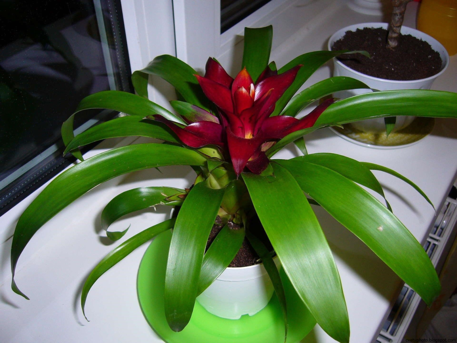 Гузмания Sharm