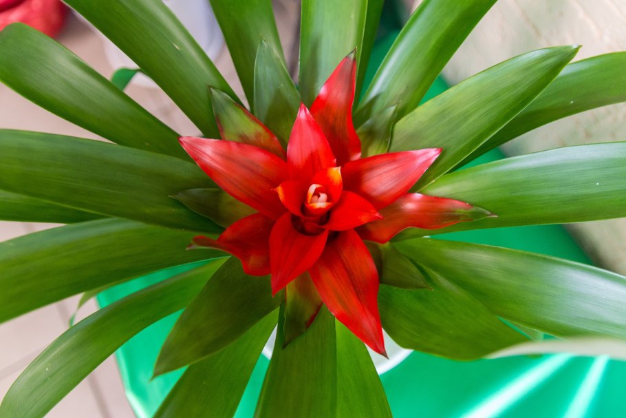 Гузмания Дэнис