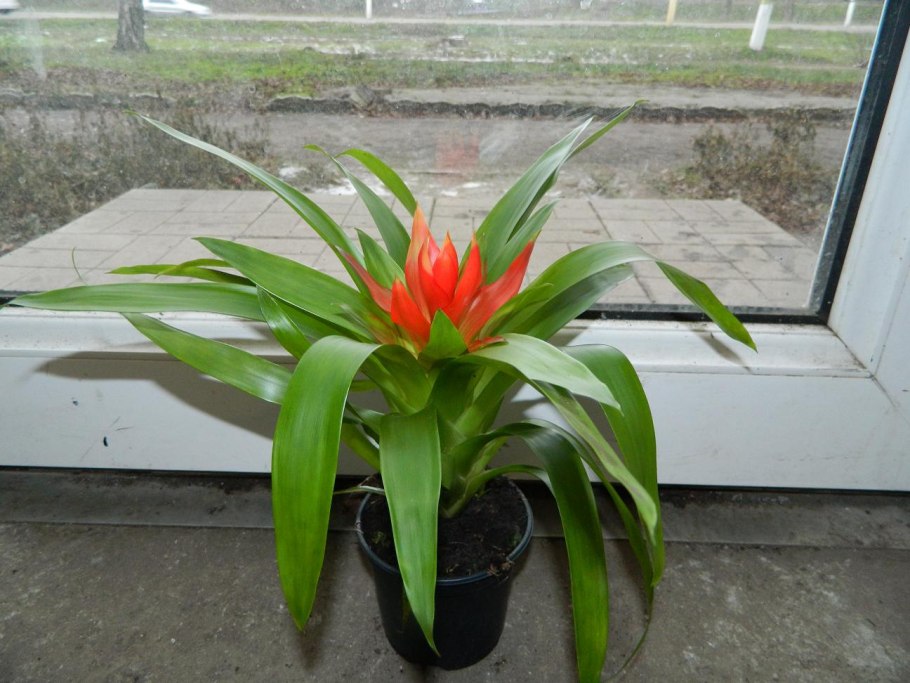 Гузмания цветок цветение