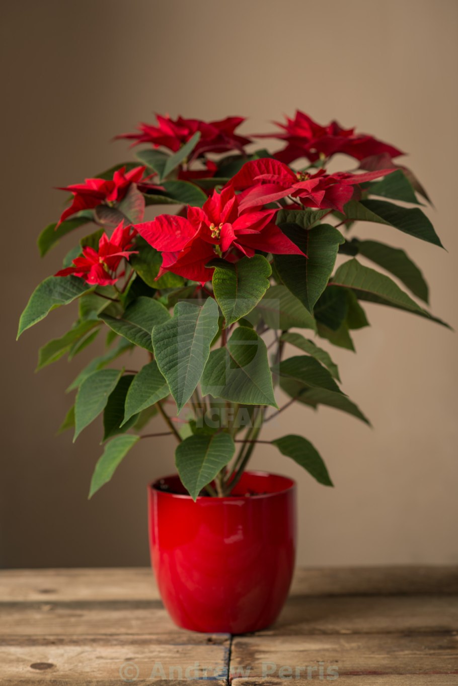 Молочай - пуансеттия (Рождественская звезда)