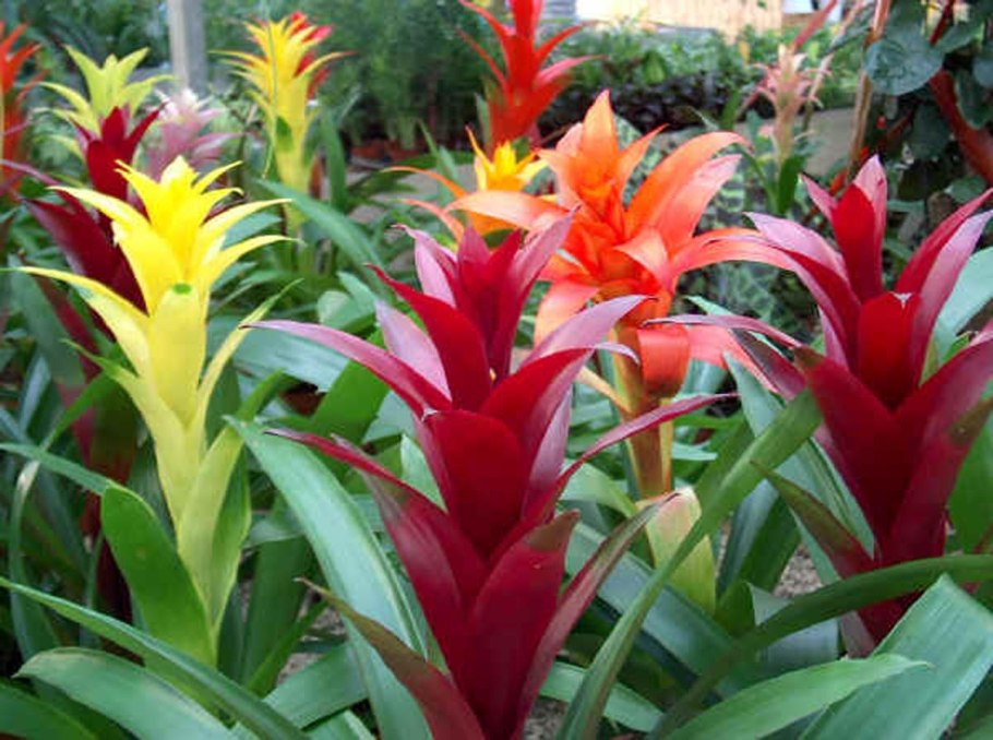 • Guzmania • cardinalis