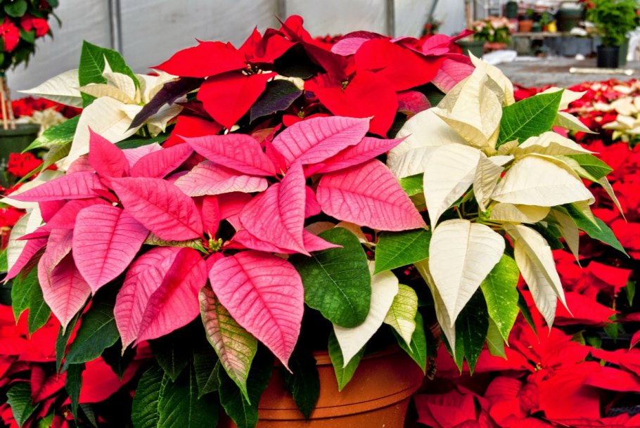 Пуансеттия Euphorbia pulcherrima