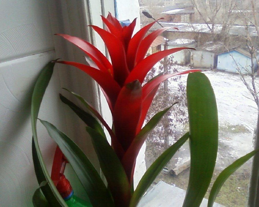 Гузмания красная