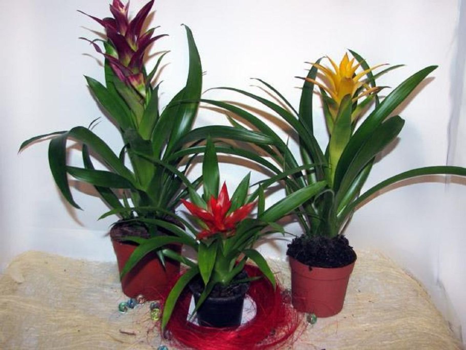 Гузмания минор Рондо