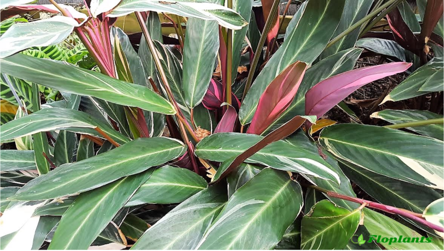 Калатея Строманта