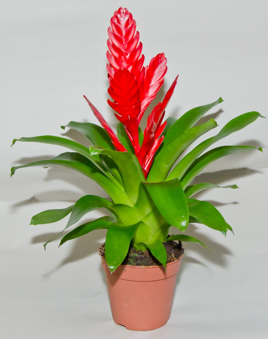 Вриезия Астрид