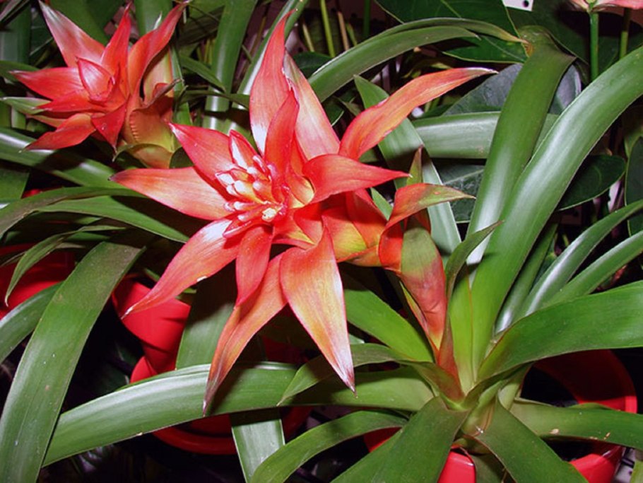 Гузмания Доннелла Смита фото