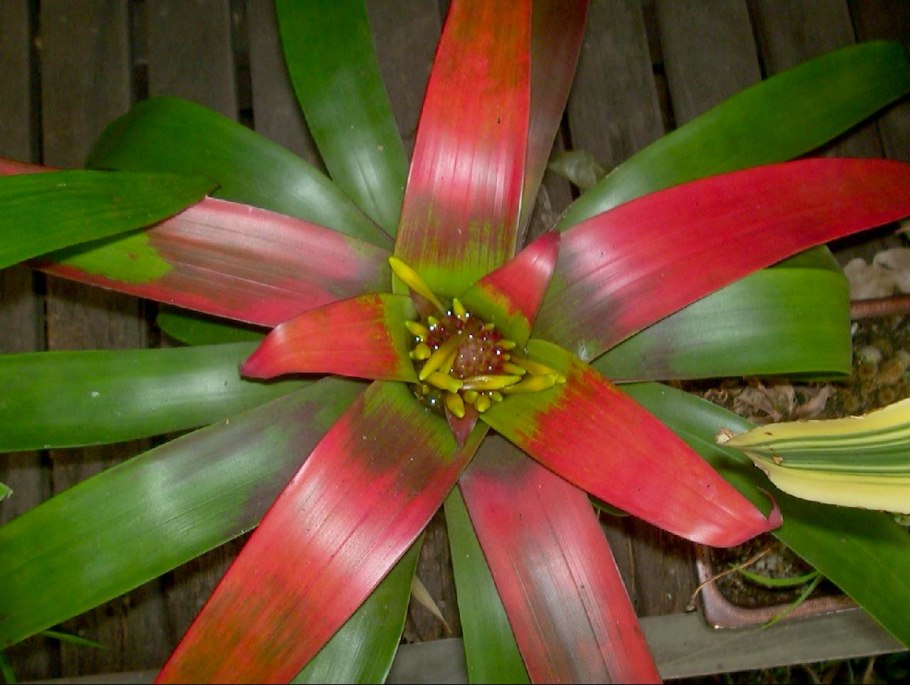 Гузмания Индиан Найт