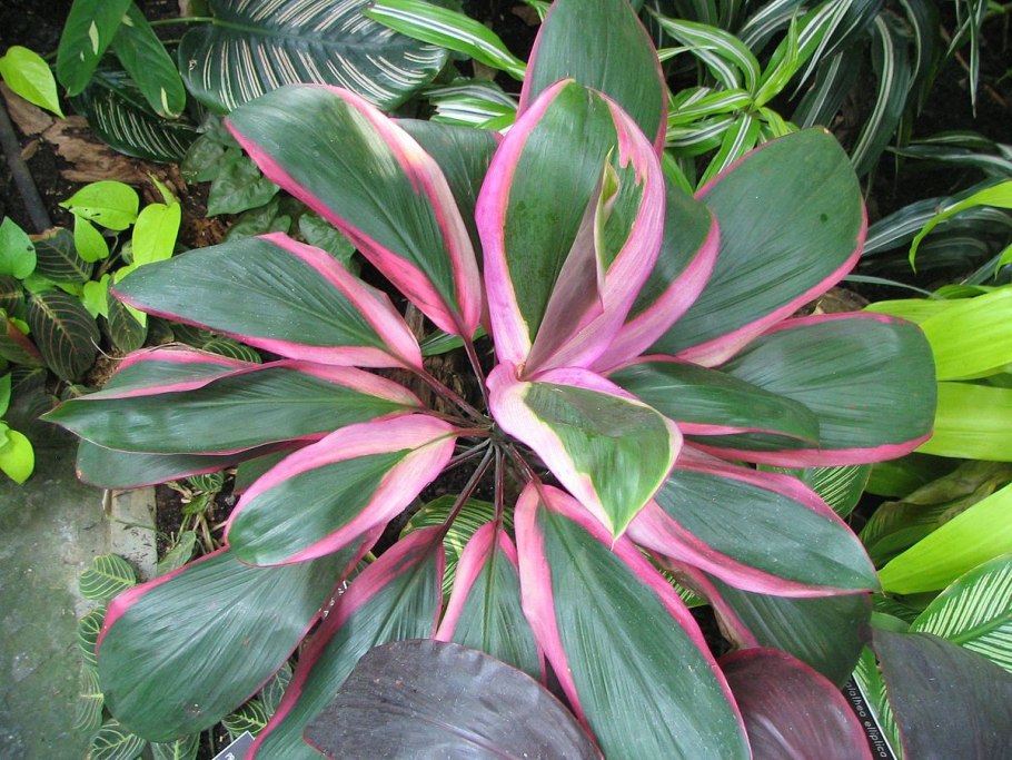 Кордилина полив