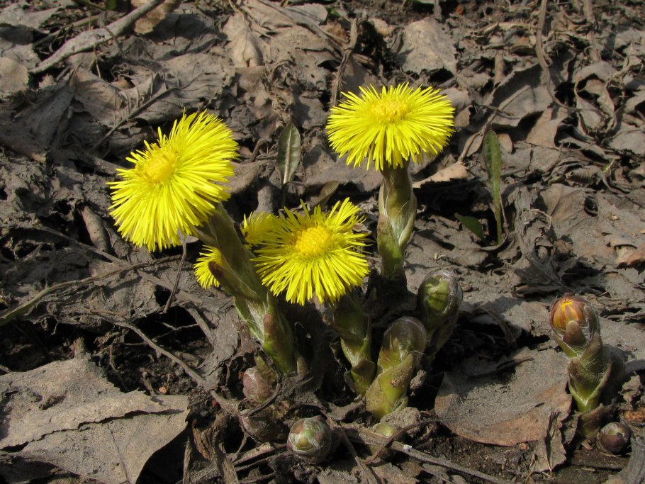 Tussilago Farfara l.