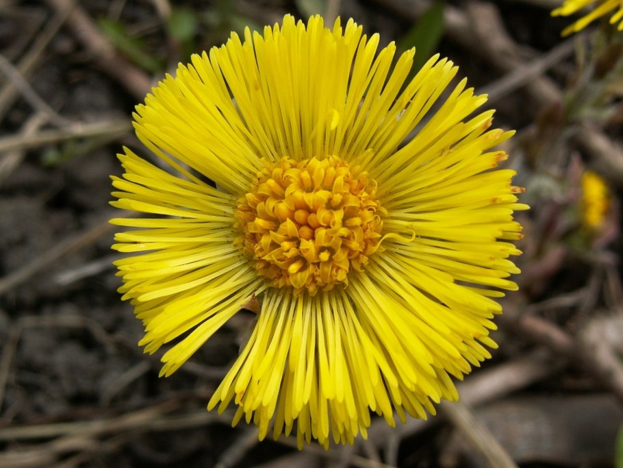 Tussilago Farfara сырье