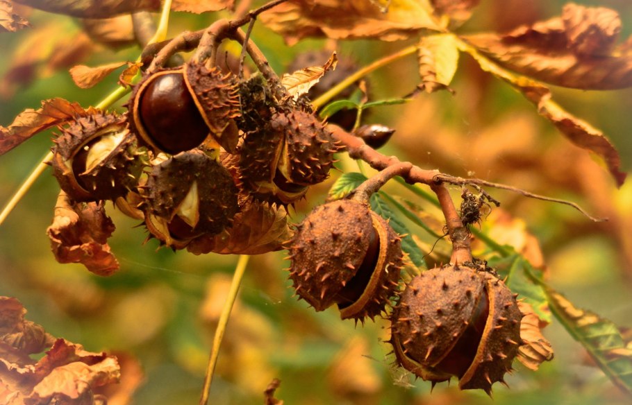 Меланопория Каштановая ( Melanoporia Castanea )