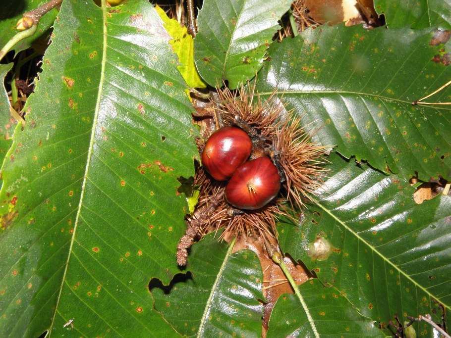 Каштан низкорослый (Castanea pumila)