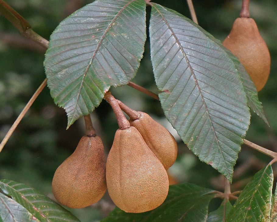 Aesculus turbinata