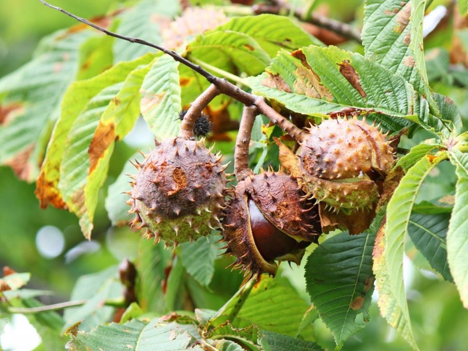 Каштан конский (Aesculus)