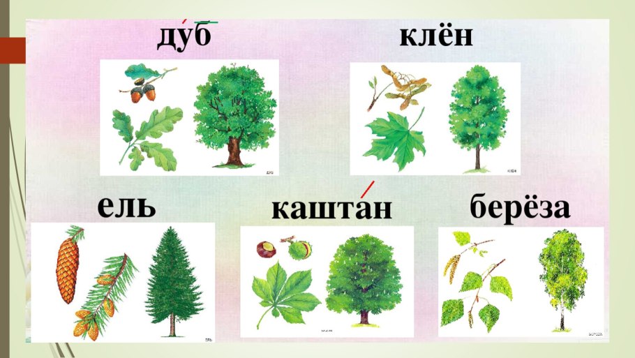 Береза дуб клен ель