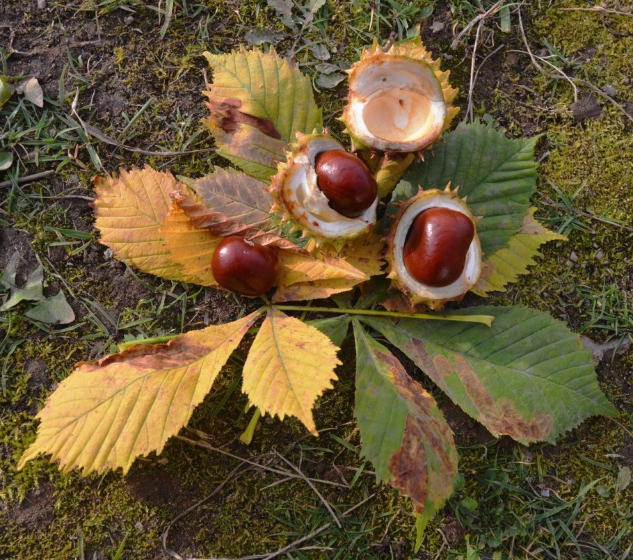 Каштан autumn Splendor