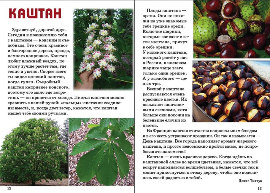 Каштан конский и посевной