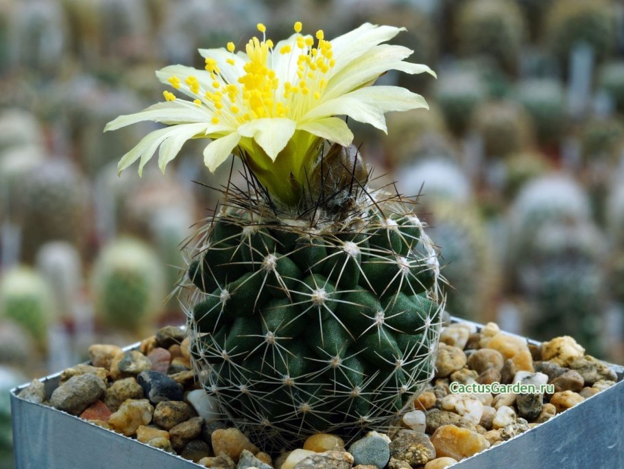 Copiapoa tigrillensis KK 1385