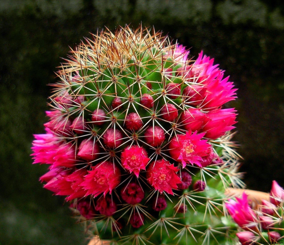 Mammillaria backebergiana