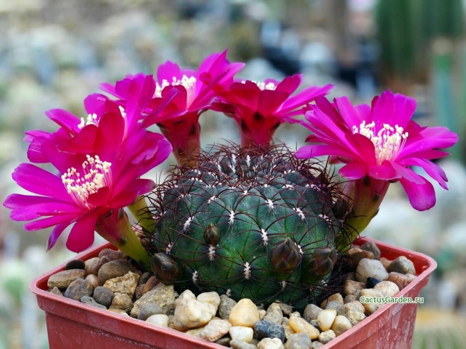 Sulcorebutia frankiana