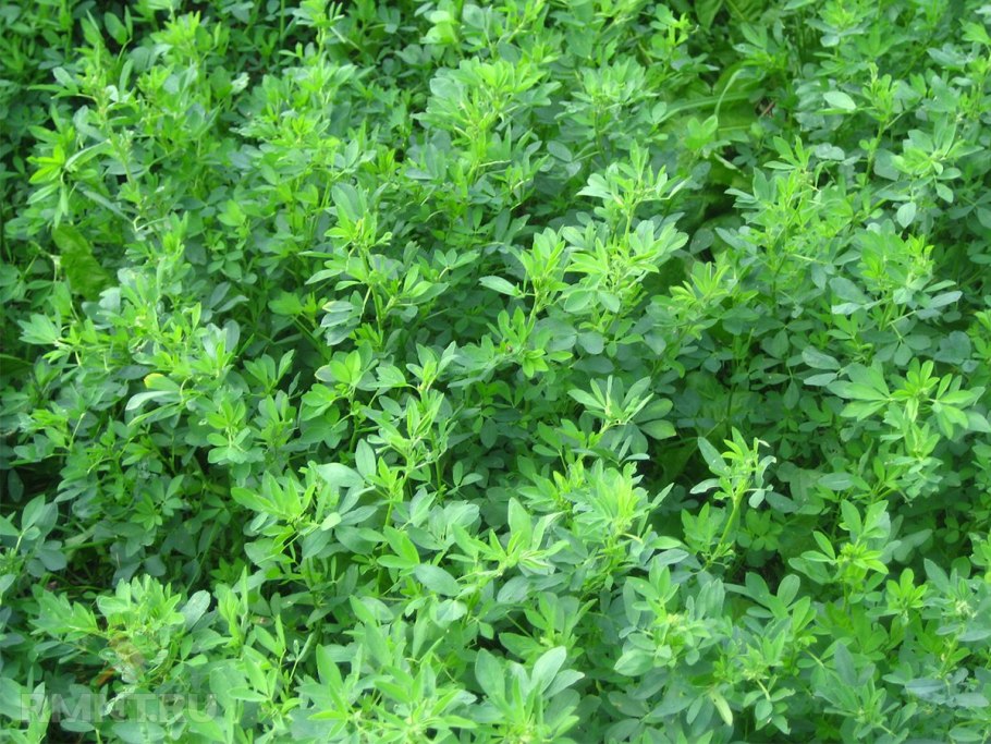 Люцерна (Alfalfa)