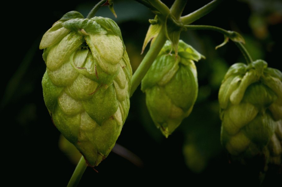 Хмель обыкновенный Nordbrau