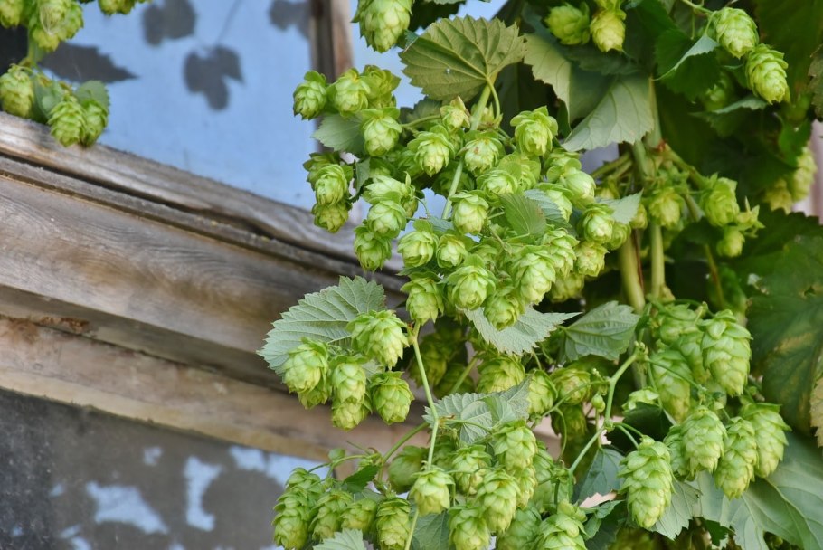 Хмель обыкновенный (Humulus lupulus)