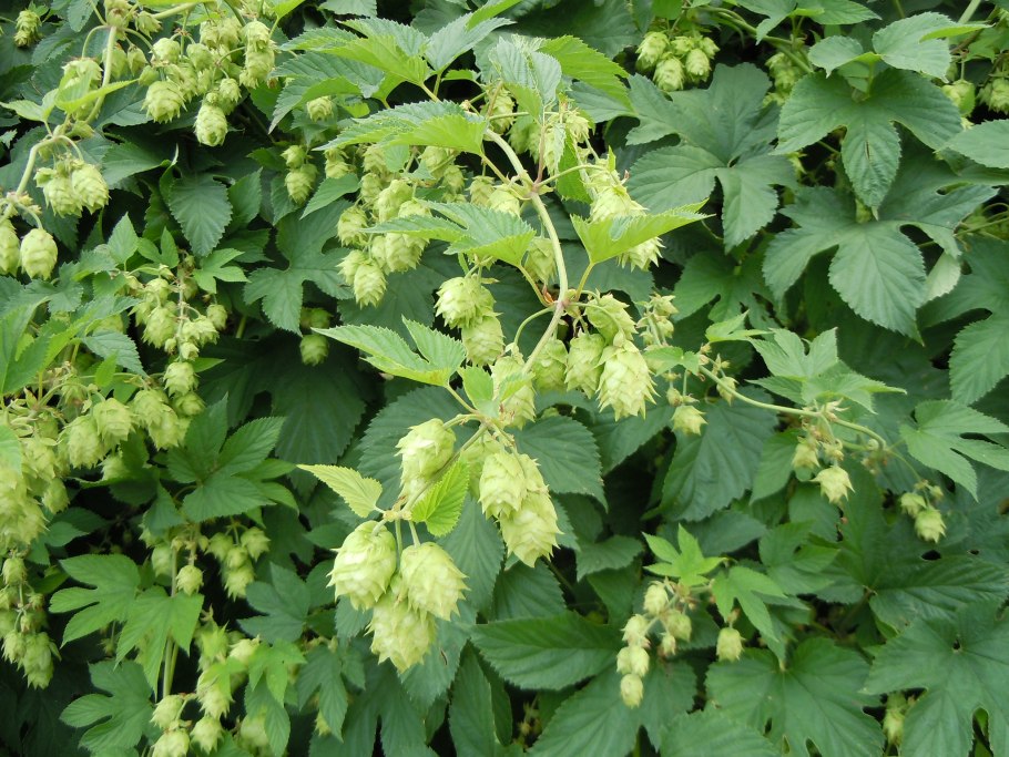 Хмель обыкновенный (Humulus lupulus)