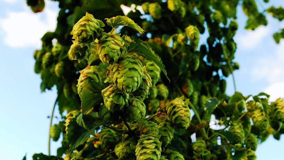Хмель обыкнове́нный (Humulus lupulus) с2 40-60