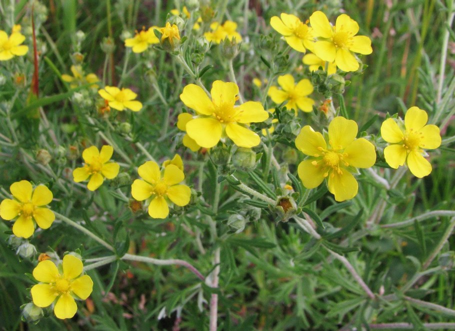 Лапчатка серебристая — Potentilla argentea l.