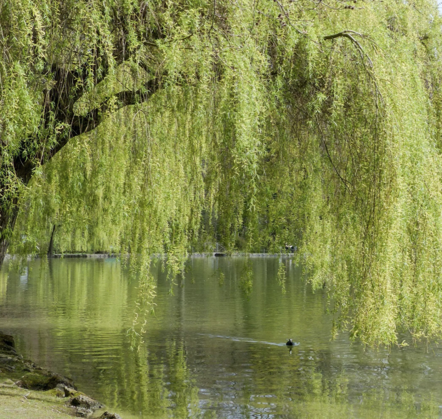 Плакучая ива дерево