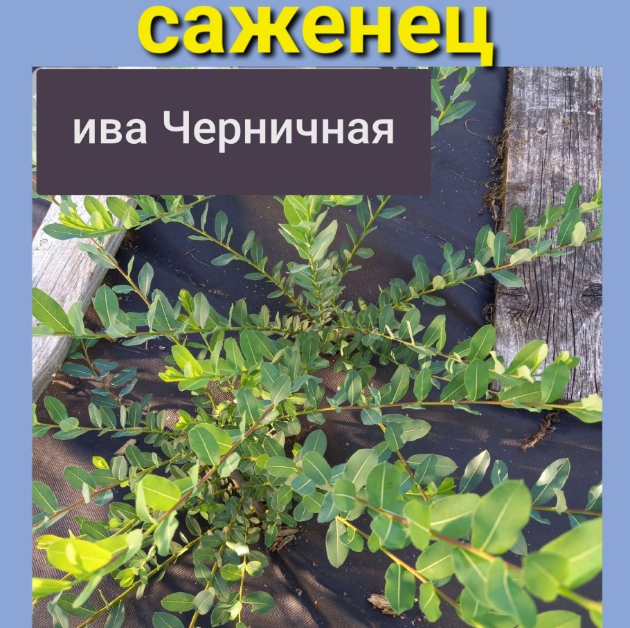 Ива черничная