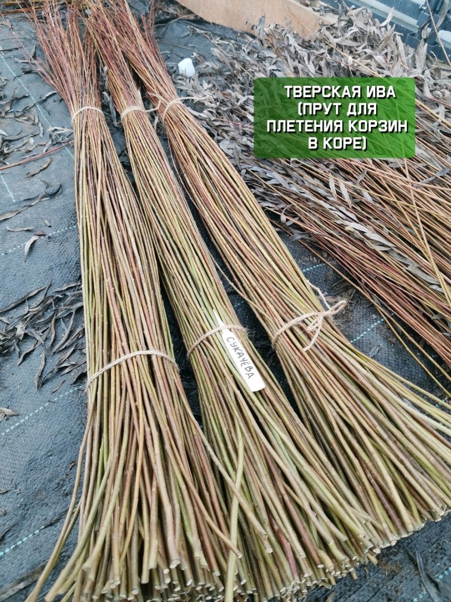 Золотая Ивовая лоза