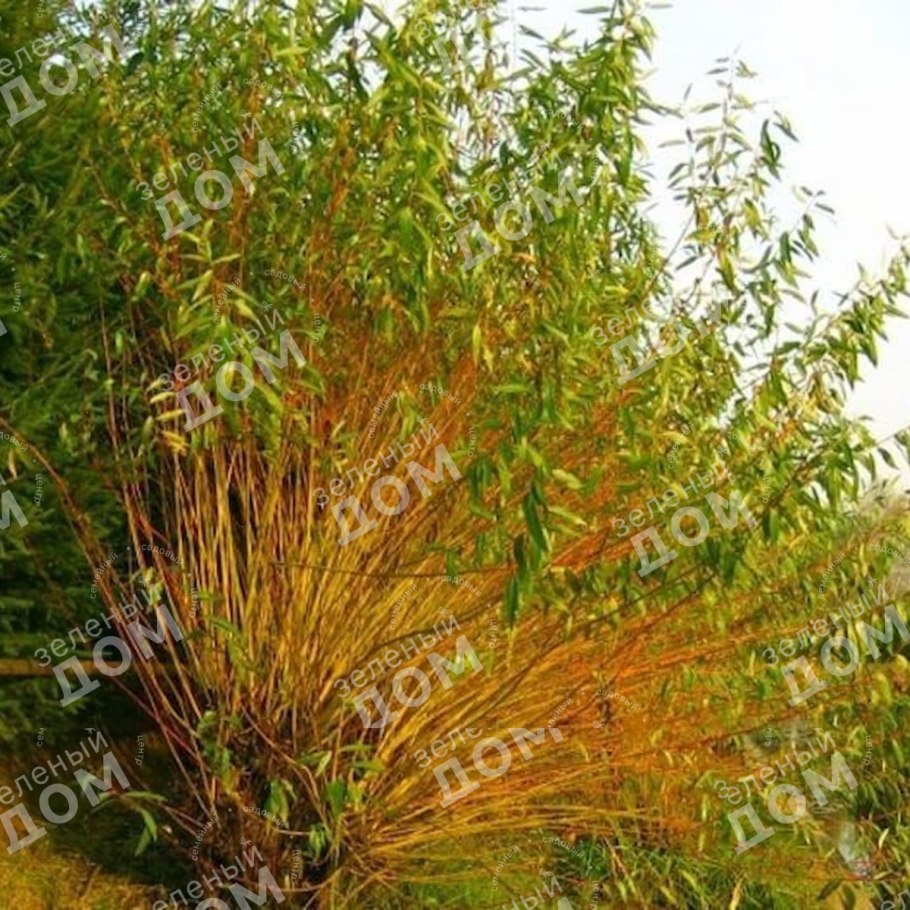 Ива "памяти Бажова" Salix "pamyati Bazhova"