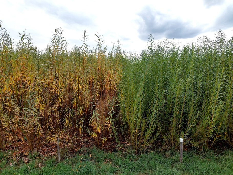 Ива американка